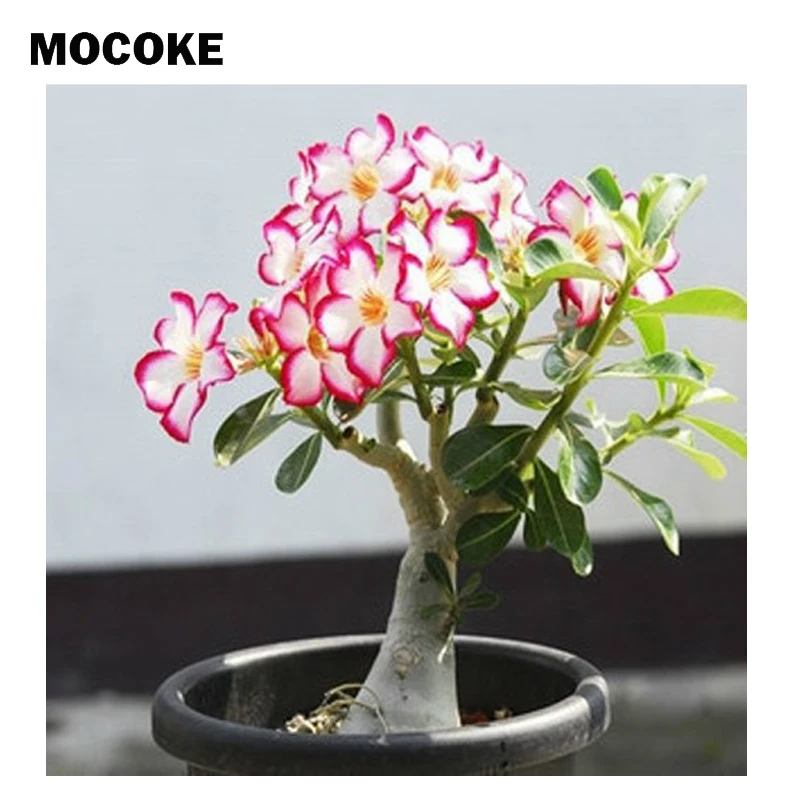 

20pcs 100%Real Adenium obesum Seeds desert-rose bonsai sementes de adenium obesum rare flower seeds Balcony garden home potted