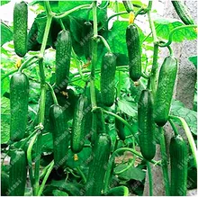 50pcs Hot selling fruit cucumber Rare Non-GMO Delicious Cucumber Fruit and Vegetable Plant for Home Garden Planting