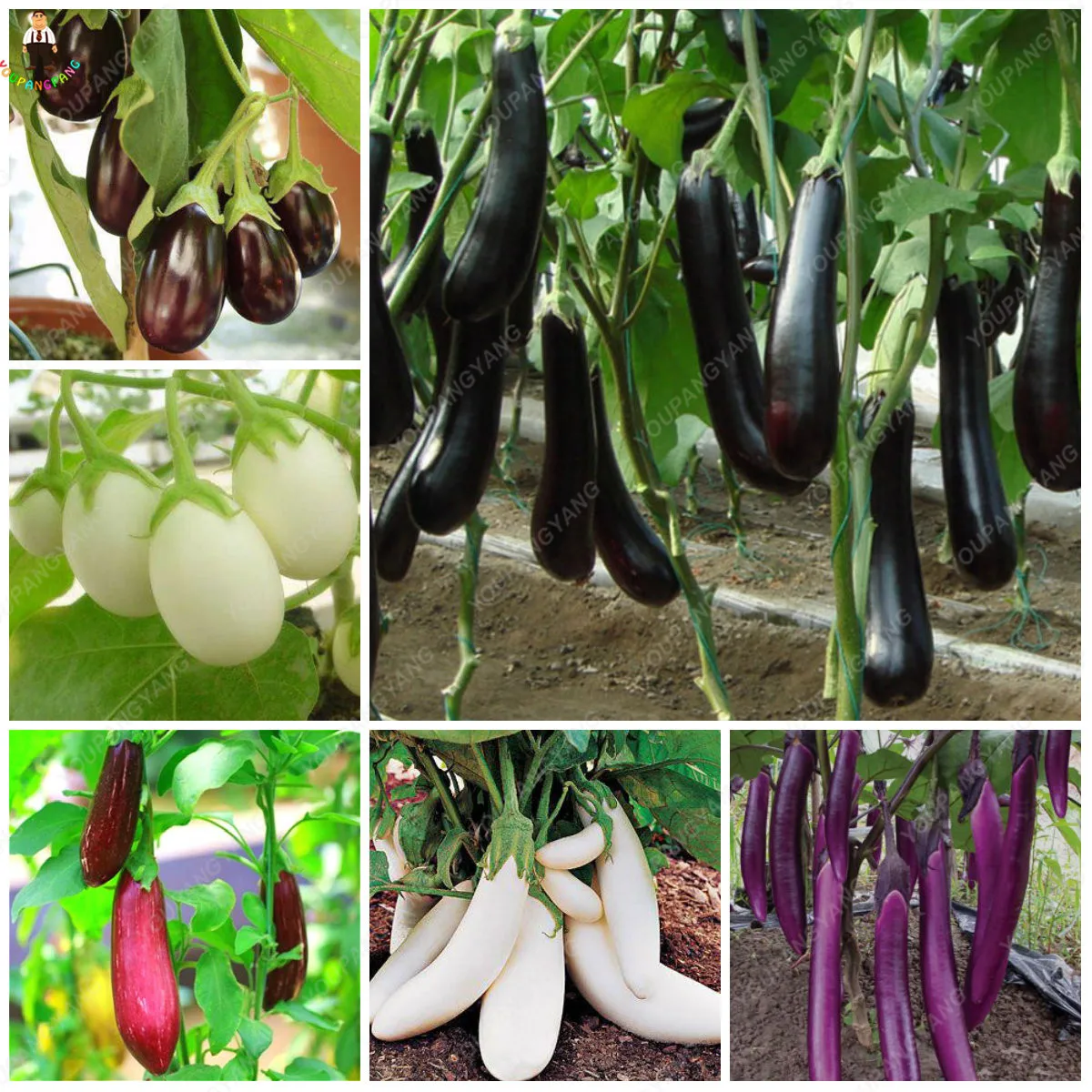 Sale! 100pcs Giant eggplant bonsai Organic Russian Heirloom Vegetable