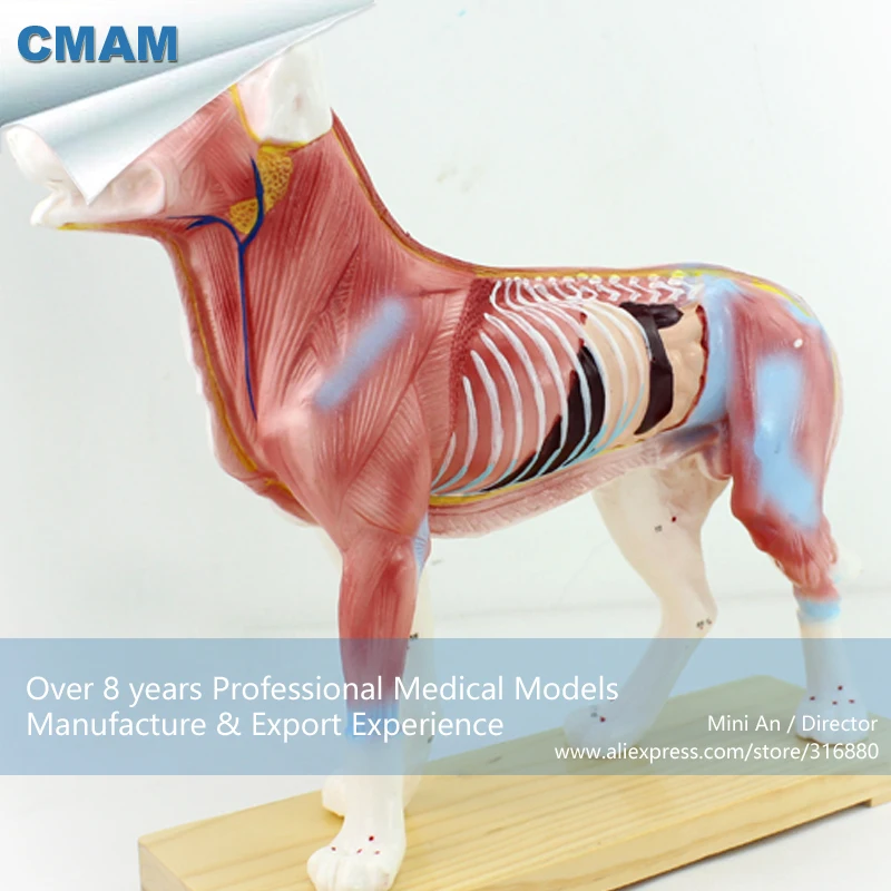 CMAM-A05 Dog Acupuncture Model,Animal Acupuncture Models for veterinarian's reference