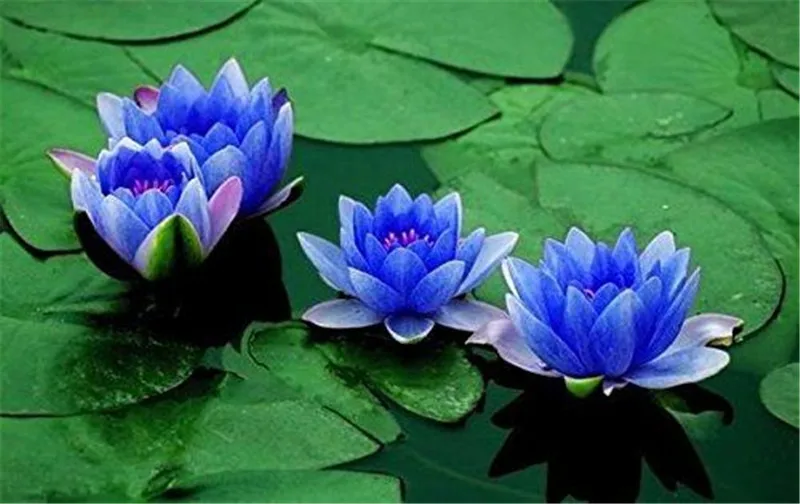 10 Pcs/Bag Lotus Flower, Mini Lotus Bonsai Aquatic Plants Bowl Lotus Water Lily Flores Perennial Plant For Home & Garden Decorat