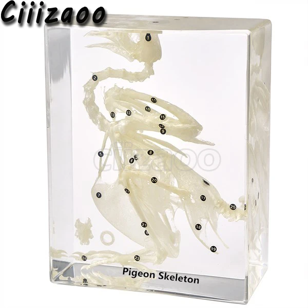 

Pigeon Skeleton Specimen Taxidermy paperweight Collection embedded In Clear Lucite Block Embedding Specimen