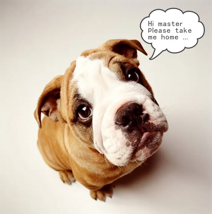 pitbull 1