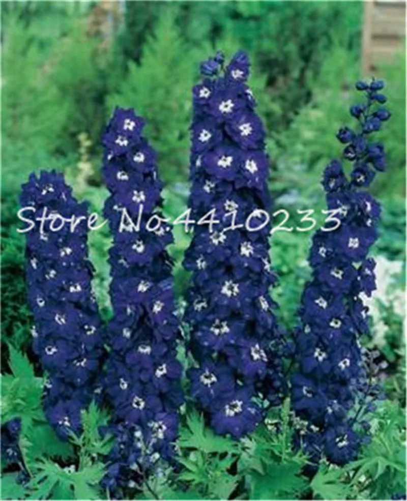 Free Shipping 100 Pcs Colourful Delphinium Bonsai Japan Beautiful Giant Room Family Garden Organic Flowers Hardy plants Free Shipping 100 Pcs Colourful Delphinium Bonsai Japan Beautiful Giant Room Family Garden Organic Flowers Hardy plants