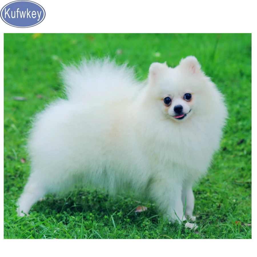 pomeranian white