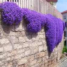 Flower seeds Creeping Thyme Seeds or Blue ROCK CRESS seeds – Perennial Ground cover garden decoration flower 40pcs AA
