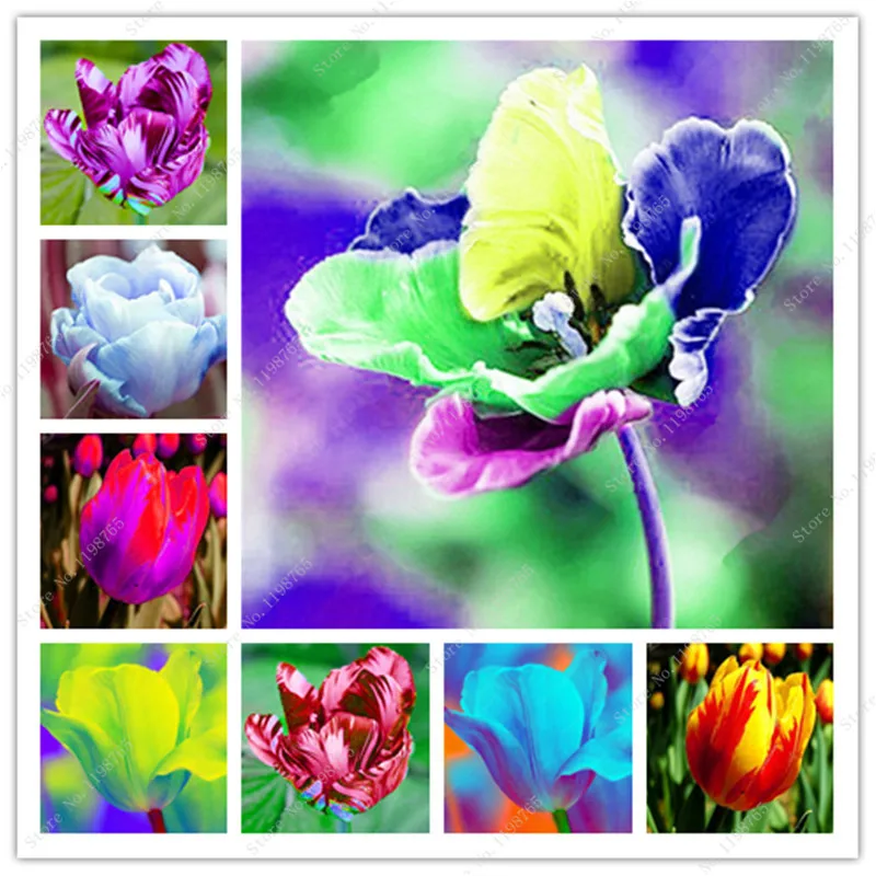 

Time-Limit!! 150 Pcs Bonsai Tulip ,Not Tulip Bulbs, Hydroponic Bonsai Flower Tulip ,Garden Decorn Flower Seedssplant Mix Flores