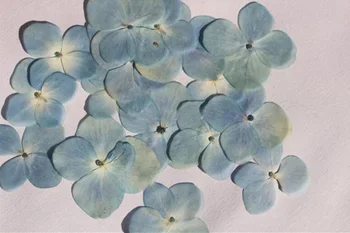 

120pcs Pressed Dried Natural Hydrangea Macrophylla Flower Plants Herbarium For Jewelry Phone Case Bookmark Making Accessories