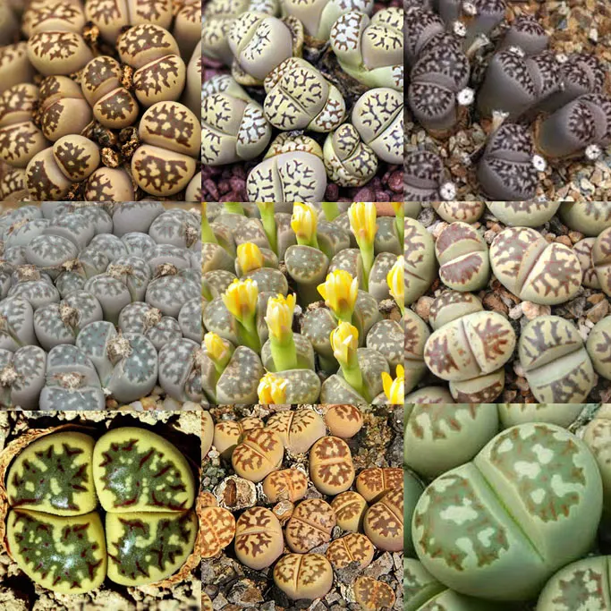 Rare stone flower! 50pcs Lithops- Succulents-- DIY home garden free shipping