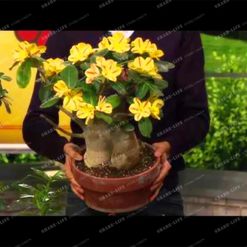 Rare Swaziland Princess Sabi Star Gemini Desert Rose Yellow Adenium Bonsai Plant Home Garden 1PCS Rare Swaziland Princess Sabi Star Gemini Desert Rose Yellow Adenium Bonsai Plant Home Garden 1PCS