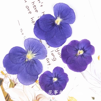 

120pcs Free Shipping Pressed flower dried flower Natural flowers DIY materials Purple pansy sale 1lot / 120pcs