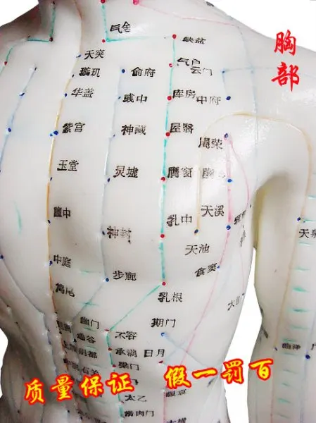 Acupuncture Meridian Teaching Model 5