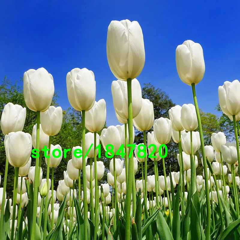 HTB1CyZDJpXXXXXMXXXXq6xXFXXXI