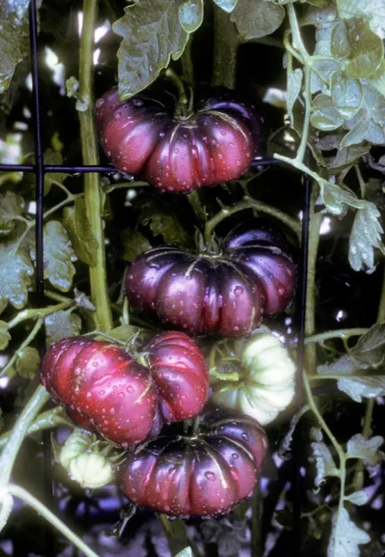 200 шт жир томат бонсай плиссированные помидоры бонсай фрукты органические фрукты и овощи Бонсай горшок растение для дома садовые плантации
