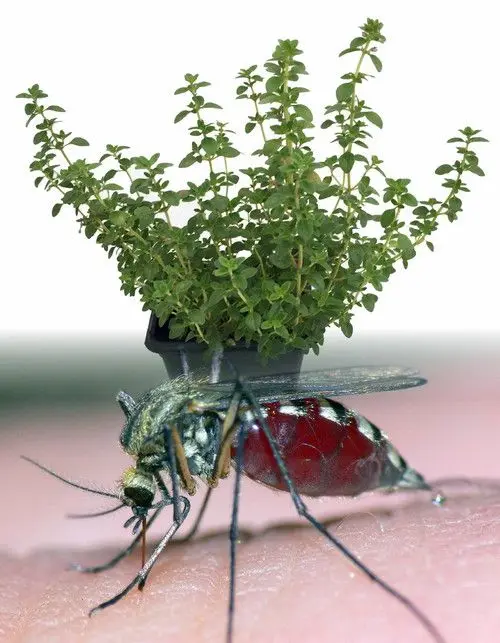 Buy 400 Lemon thyme Herb garden Plant vegetable Seeds