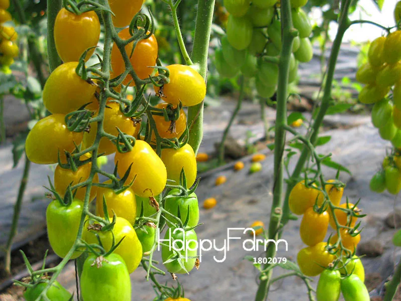 Акция! Общий желтый помидор бонсай, фрукты и овощи в горшках томатные балконные растения для домашнего сада 100 шт./лот,# L6J3J1