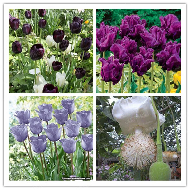 

100pcs/Perfume Tulip Bonsai High-Grade Flower Bonsai Most Beautiful And Colorful Tulip Plants Perennial Home Garden