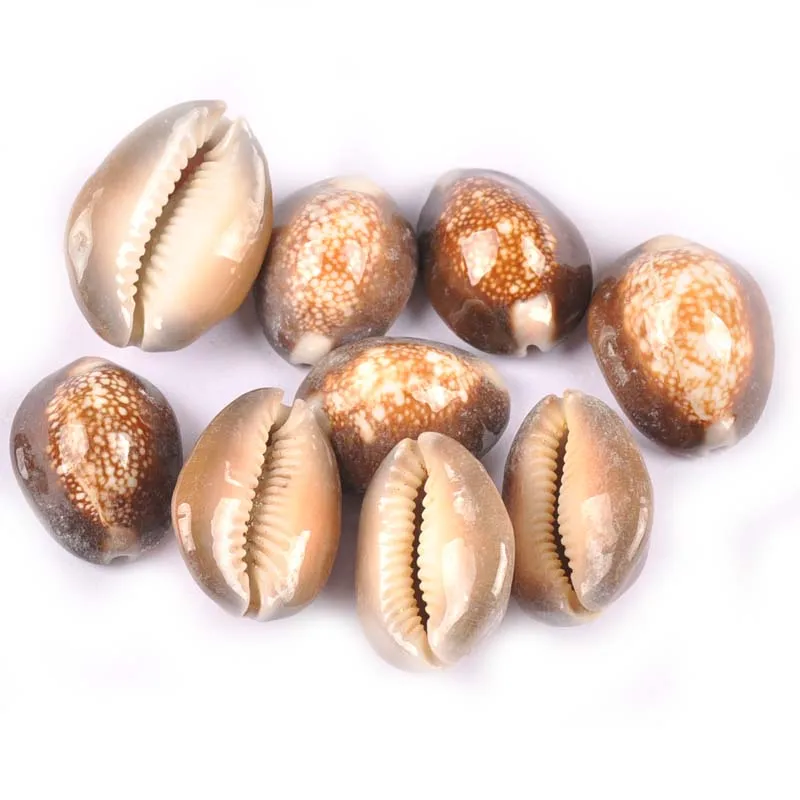 

5pcs Sea Shells Ornaments Decor Natural Shell For Glass Bottle Handmade DIY Scrapbooking Crafts Home Decoration 2.5-3.5cm TR0286