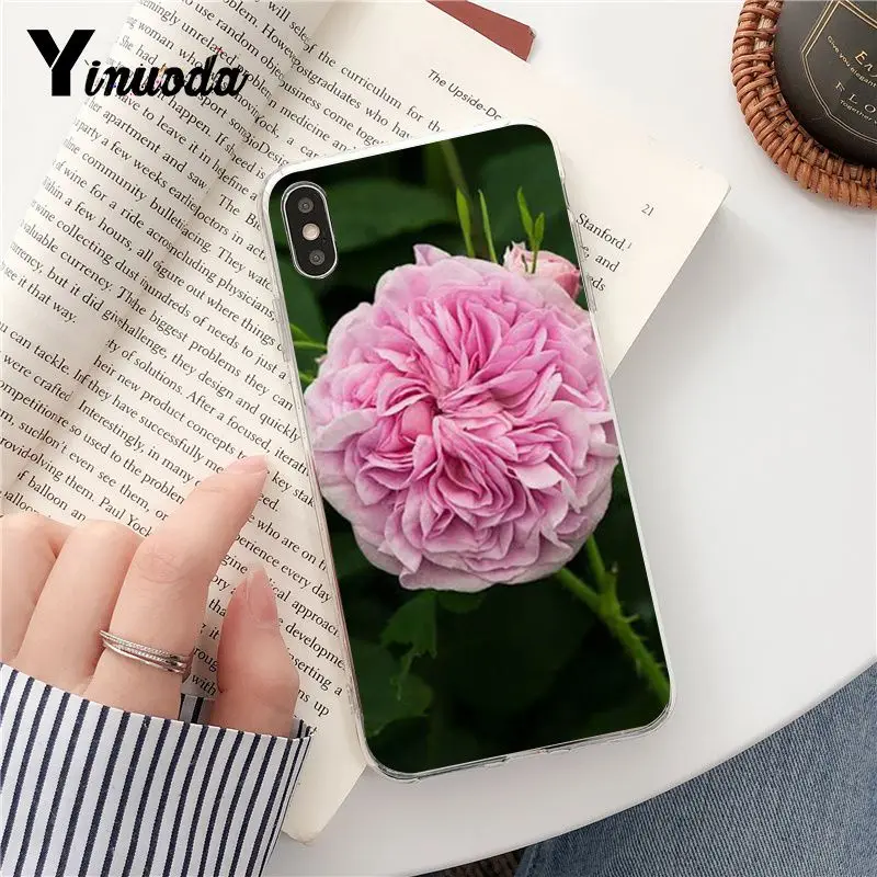 Pink Peonies