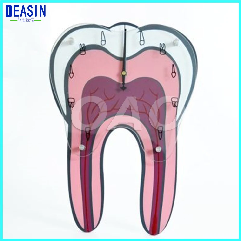 _0070_Dental colock (19)