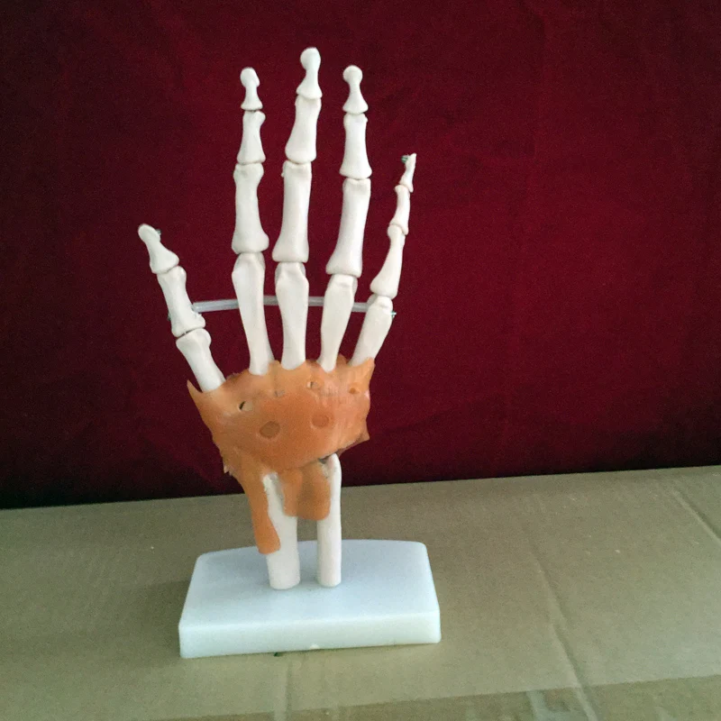 Модель руки человека Скелет руки модель с связкой обучение медицине поставки