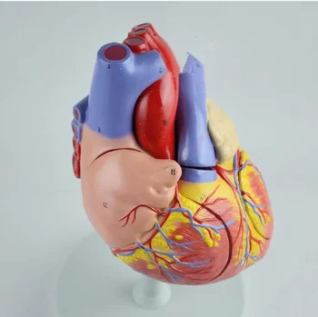 

2 Times Life Size 4 Parts Heart Viscera Medical Organ Anatomical Anatomy Medical Science Teaching Resources