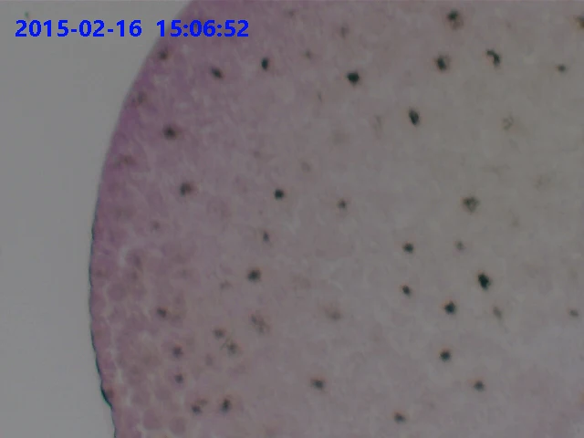 75_Frog_Blastula_Sec