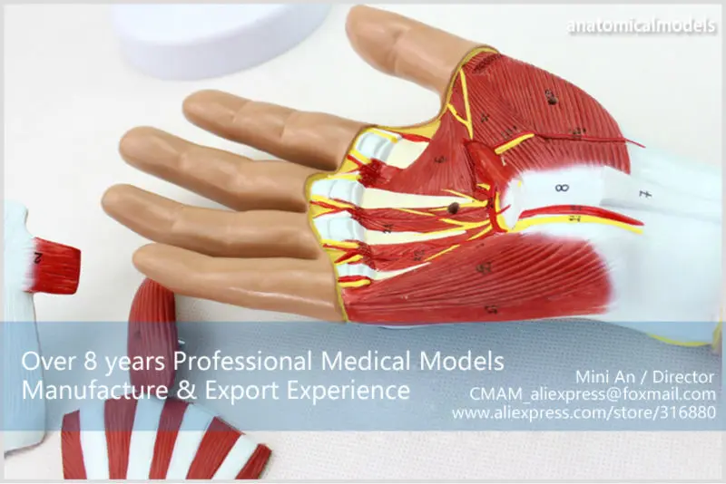 MUSCLE08 CMAM model 4-parts hand anatomy 8