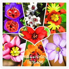 50 семян, садовая Петуния, лепестки цветов, семена для сада, украшения, Петуния, семена петунии