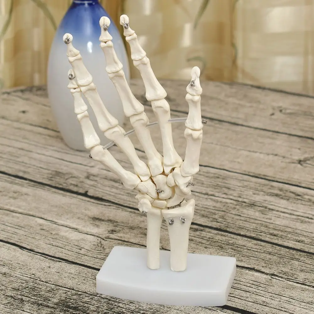 Человеческой руки сустава анатомическая медицинская модель скелета науки здорового образа жизни полезные медицинская наука для учебных пособий