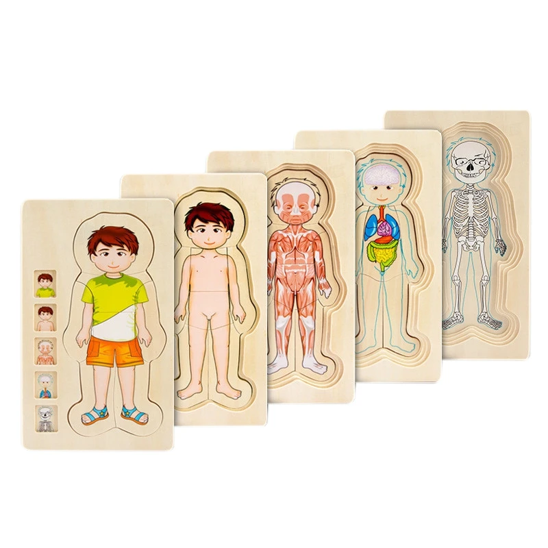 Multi-Layer Wooden Human Puzzles Human Body Structure Toys Intellectual Wooden Educational Toys Children'S Early Education Edu