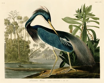 

animal canvas print birds world giant poster canvas painting home decorative art pastoral picture Louisiana Heron by Audubon