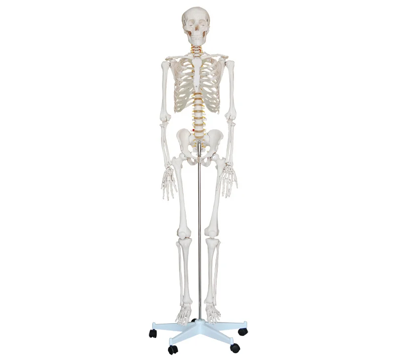 Размер скелета рост 180 см модель человека всего тела|human skeleton model|skeleton modelmodel model human