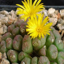 100 шт набор ectypum tischleri