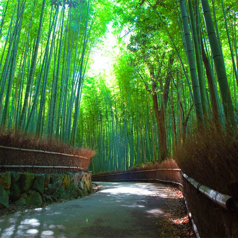 Промо-акция! 50 шт./пакет Moso бамбук бонсай. Phyllostachys heterocycla Pubescens-гигантский Moso Bamboo flores для DIY домашнего сада