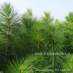 Лесное растение wetland pine завод Guba песня американская сосна завод Натуральная Безопасность 200 г/упак