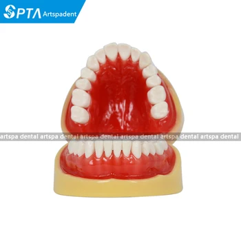 

Dental All Removable Standard Teeth Tooth Model 28 pcs Teeth