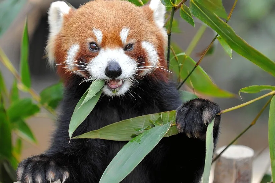 Red Panda Bamboo Foliage Eat Panda Panda Roux Petit Panda Animal Poster