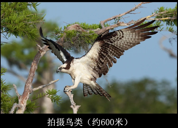 420-1600mm F/8.3-16 Telephoto Zoom Lens Kit for Micro 4/3 Panasonic DMC GX7 GH3 GH4 GH5 Olympus E-PL5 E-PL7 PEN-F E-M10II Camera