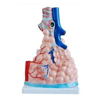 

medical l skeleton anatomical model DELUXE HEART ANATOMY LIFE-SIZE MODE teeth model with esqueleto humano anatomia