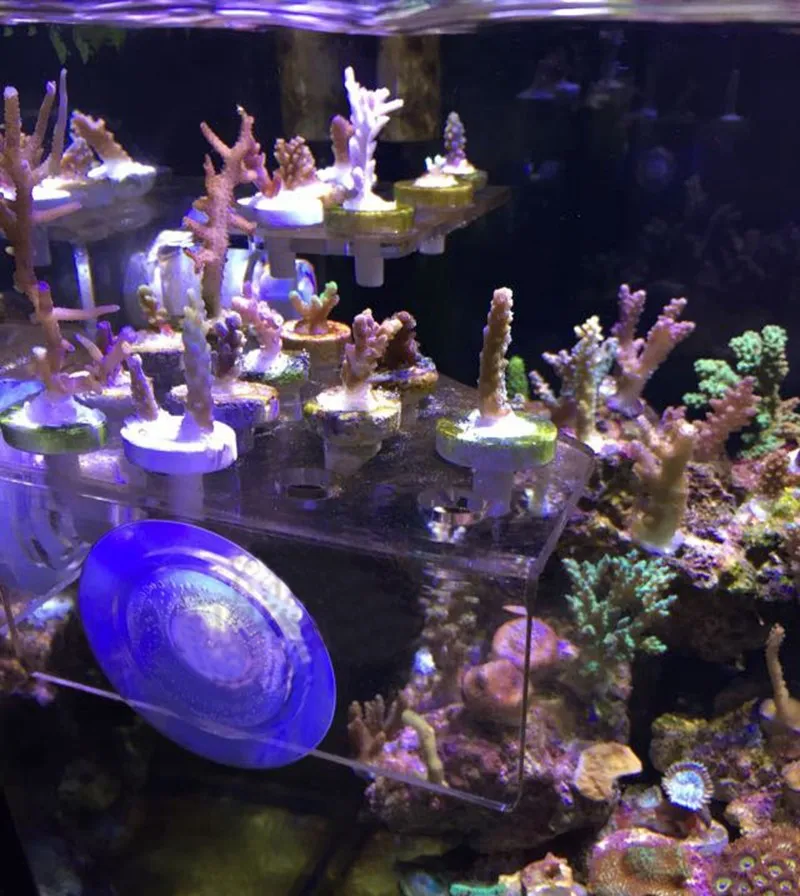 Акриловый Аквариум соленая вода морская вода sps кораллы фрагмент 13 отверстий кронштейн аквариум морской бак подставка в форме коралла с 13 базами