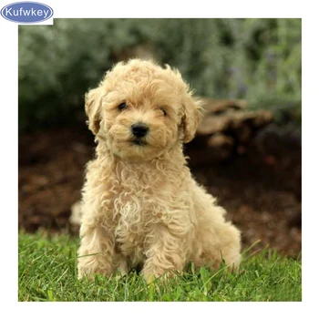 

Full drill diamond embroidery Miniature Poodle 3d diamond painting cross stitch diy diamond mosaic dog pictures of rhinestones