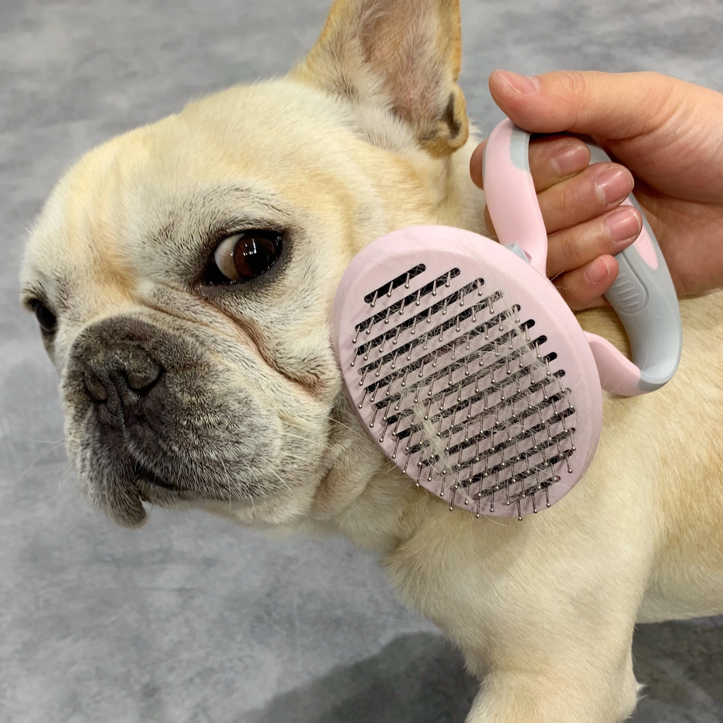 blue french bulldog teddy