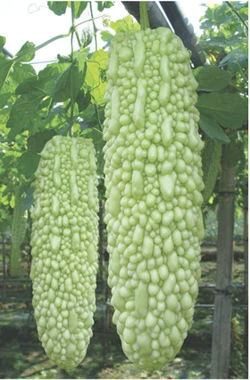 21 Thailand Fat White Melon Bitter Gourd Seeds Emergency Survival Garden Vegetable Seeds Heirloom Ships Free Seed Growth Ship Effectsseeds Of Light Jewelry Aliexpress 21 Thailand Fat White Melon Bitter Gourd Seeds Emergency Survival Garden Vegetable Seeds Heirloom Ships Free Seed Growth Ship Effectsseeds Of Light Jewelry Aliexpress