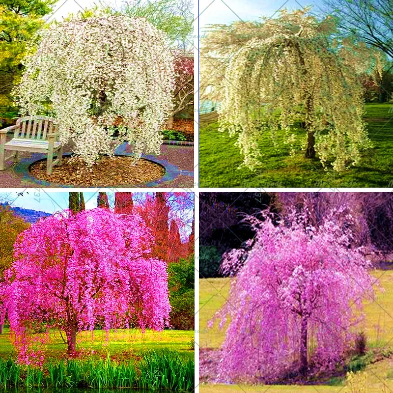 cherrytree gardens cherrytree gardens