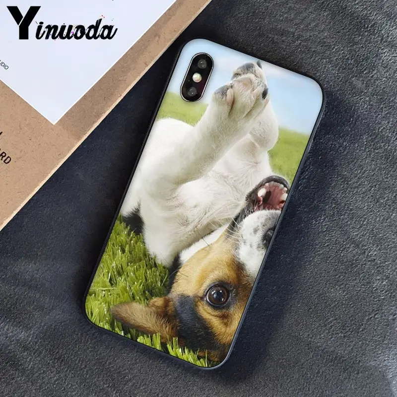 Jack Russell Terrier Dog