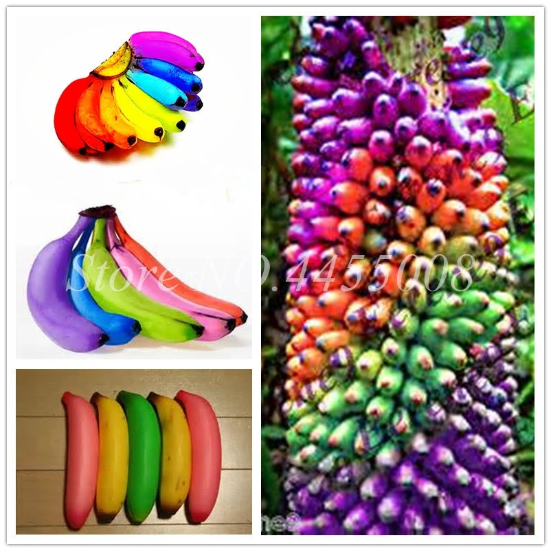 

Bonsai Hot Sale 100 pcs/ bag Banana Fruit Subtropics Outdoor Fruta organic Heirloom Home Garden Plant for Flower Pot Planter