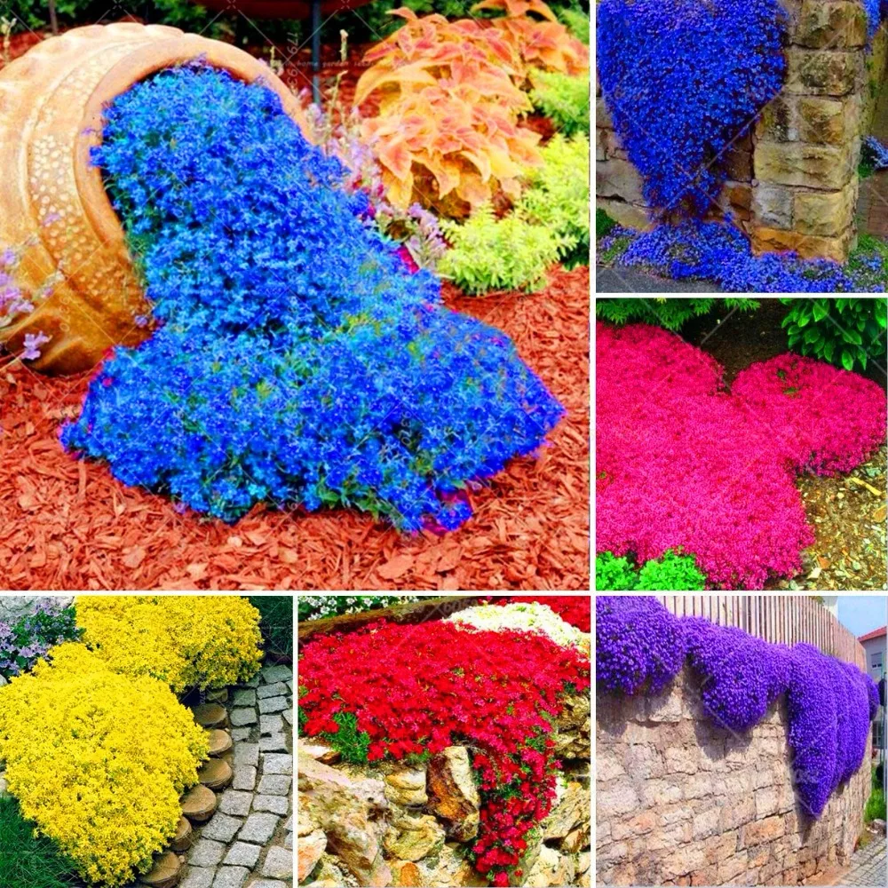 100pcs Creeping Thyme Bonsai Mixed Color Rock Cress Plants Perennial Ground Cover Flower Natural Growth For Home Garden Plants Kupiti Za Cinoyu 0 29 V Aliexpress Com Imall Com