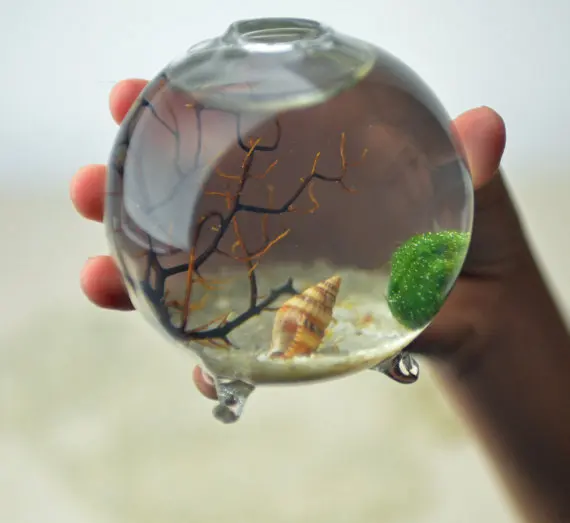 Marimo Terrarium Kits With Aquatic Living Moss Ball Footed Glass
