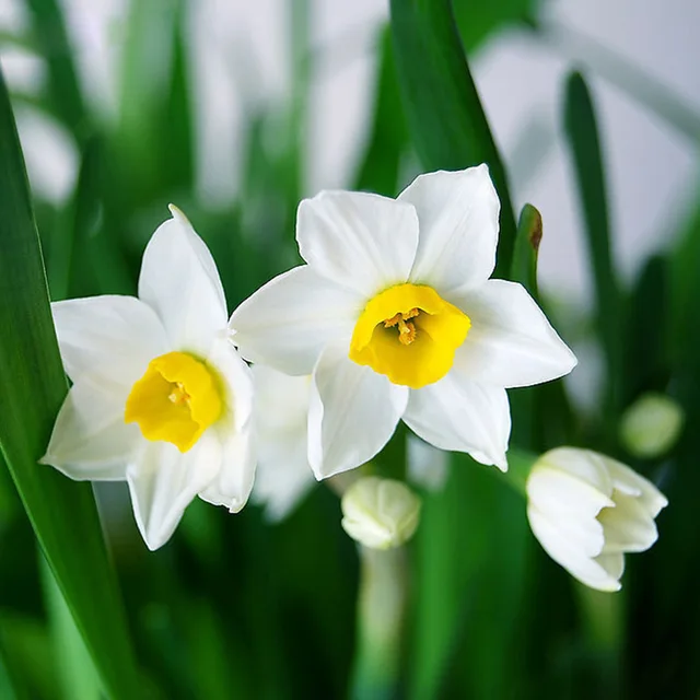 white daffodil flower seeds diy home garden plant bonsia absorption